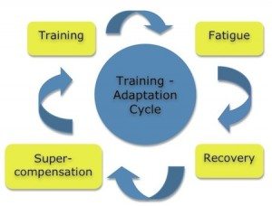 Training and recovery cycle
