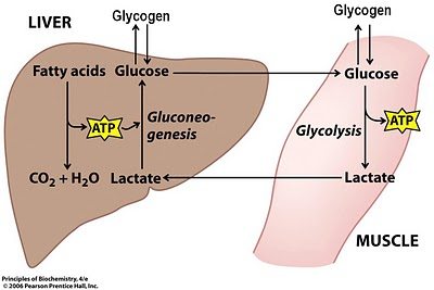 lactic acid in muscles diagram