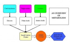 Simplified metabolism