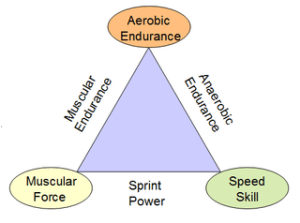 Joe Friel's Training Triangle